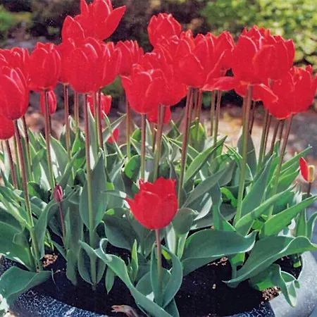 Lyngdal Bordvik Holiday home